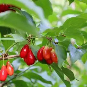 Cherry Cornelian (Cornus mas) 1